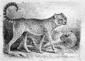 Cheetahs: CHEETAH ENGRAVING