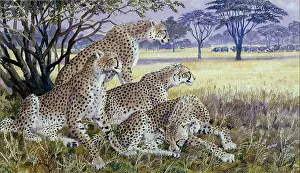 Tunnicliffe: Cheetah Family on an African Plain