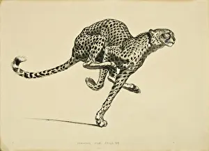 Fastest: A Cheetah in full flight