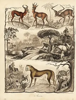 Melampus: Cheetah hunting gazelle and impala