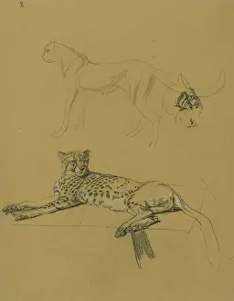 Cheetah: Cheetah Lying Down