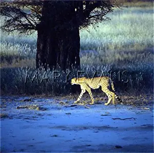 Prowl: CHEETAH ON THE PROWL