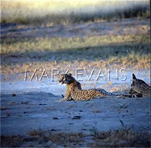 Atypical: CHEETAH/SOUTH AFRICA