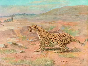 Cheetah: CHEETAH IN THE WILD