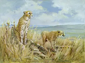 Cheetahs: Cheetahs ' two cheetahs in a landscape
