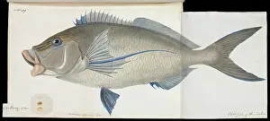 Ray Finned: Cheilodactylus carponemus