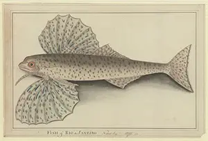 Raper: Cheilopogon sp. flyingfish
