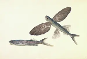 Glide: Cheilopogon sp. flyingfish
