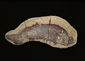 Fortey: Cheiracanthus murchisoni, fossil fish