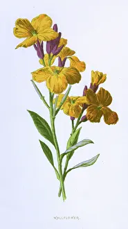 Wallflower: CHEIRANTHUS CHEIRI