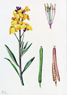 Wallflower: Cheiranthus cheiri