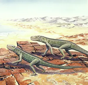 Lacertilia: Cheirotherium