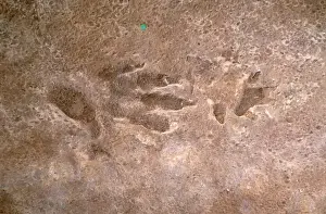 Footprint: Cheirotherium footprint