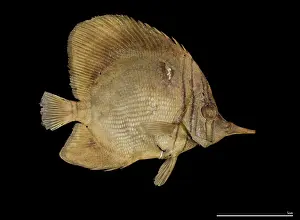 Essington: Chelmon marginalis, margined coralfish