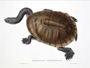 Sowerby: Chelodina longicollis, eastern long-necked turtle