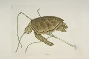 Testudines: Chelonia mydas, green turtle