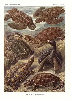 Galapagos: Chelonia turtles and tortoises
