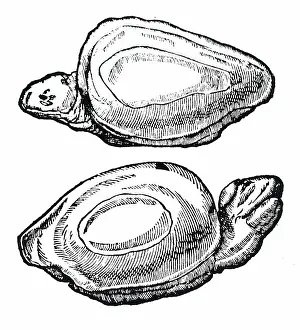 Supposed: Cheloniaie (tortoise stone)