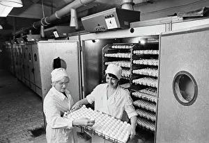 Sokolova: Chelyabinsk Poultry Farm