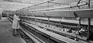 Cages: Chelyabinsk Poultry Farm