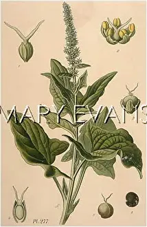 Henricus: CHENOPODIUM BONUS-HENRI