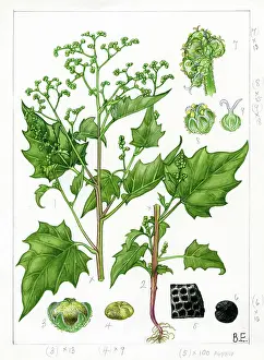 Everard: Chenopodium hybridum - goosefoot