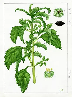 Everard: Chenopodium murale - nettle-leaved goosefoot