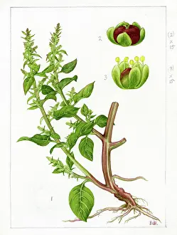 Everard: Chenopodium polyspermum - goosefoot