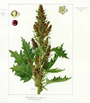 Snelling: Chenopodium rubrum - red goosefoot