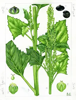Everard: Chenopodium urbicum - upright goosefoot