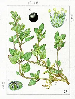 Everard: Chenopodium vulvaria - stinking goosefoot