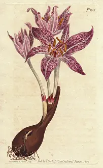 Colchicum: Chequer-flowered meadow saffron, Colchicum variegatum