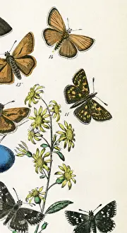 Skipper: CHEQUERED SKIPPER 2