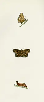 Skipper: CHEQUERED SKIPPER