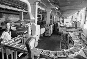 Cakes: Cheremushki Confectionery Factory