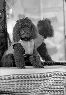 Eaton: Cherico (Dog) (Eaton Clarke)