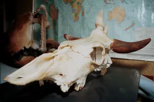 Caused: Chernobyl abnormalities collection at Zhytomyr