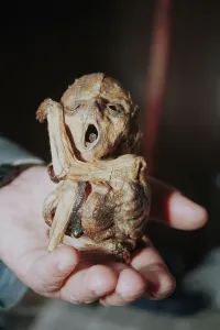 Deformed: Chernobyl abnormalities collection at Zhytomyr