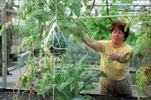 Melons: Chernobyl Disaster, 1991