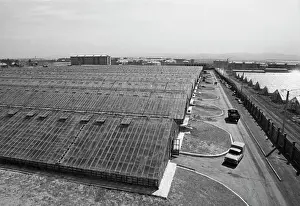 Greenhouses: Chernovsky state farm