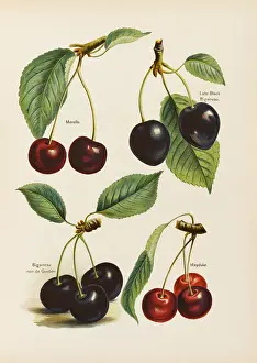 Morello: CHERRIES