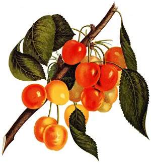 Cherries: Cherries