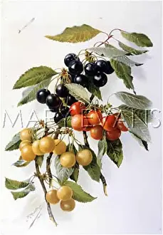 Bigarreau: CHERRIES/GDNRS ASSISTANT