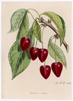 Bigarreau: CHERRY/BIGARREAU LUDWIG