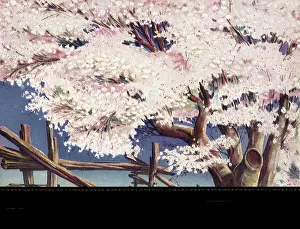 Elmo: Cherry Blossom
