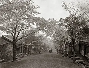 Cherry: Cherry Blossom lining a sloping street, Japan, circa 1880s