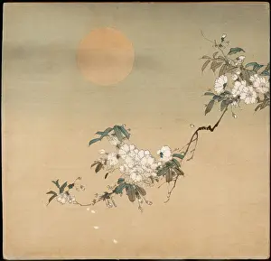 Sprig: Cherry blossom in the pale sunlight