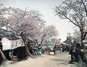 Rickshaws: Cherry blossom and rickshaws, Japan, circa 1890
