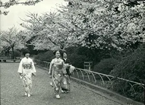 Flutes: Cherry blossom time in Tokyo, Japan