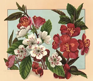 Sprigs: Cherry Blossoms